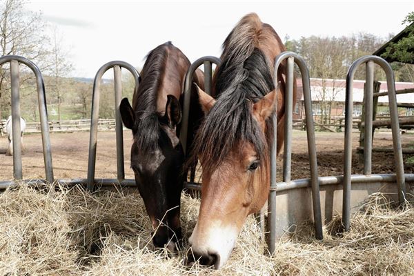 Hestefoder - en guide til optimal fodring af din hest