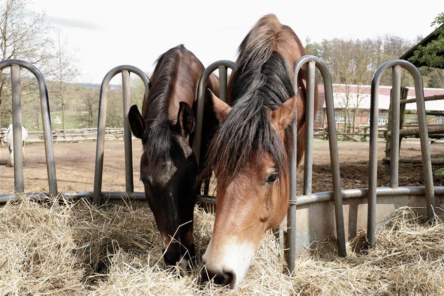 Hestefoder - en guide til optimal fodring af din hest